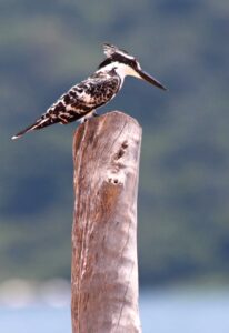 kingfisher1 Lake Malawi